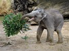 Největší radost ze smrkových větví měl sameček slona indického Max.