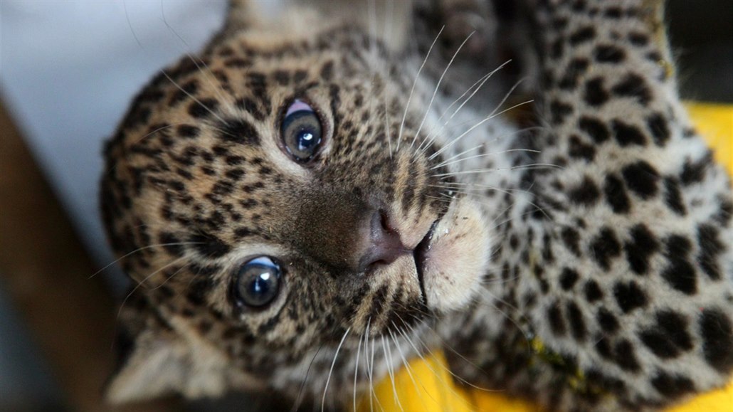 Mláďata levharta cejlonského, která se v brněnské zoo narodila v listopadu,...