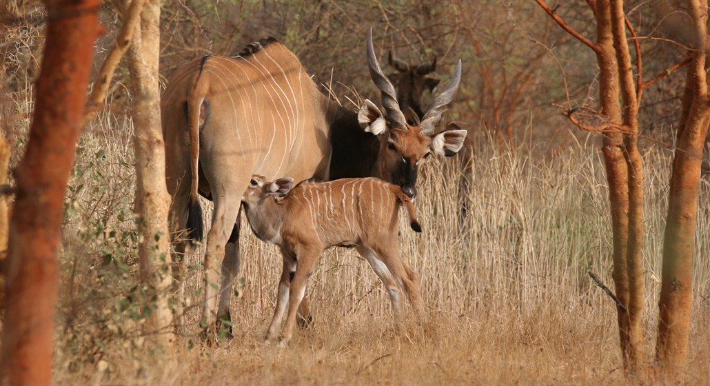 Antilopy s mláďaty dávají naději do budoucna, že se kriticky ohrožený poddruh...