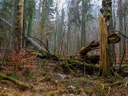 �ofínský prales v Novohradských horách vznikl p�ed 180 lety jako v�bec první...