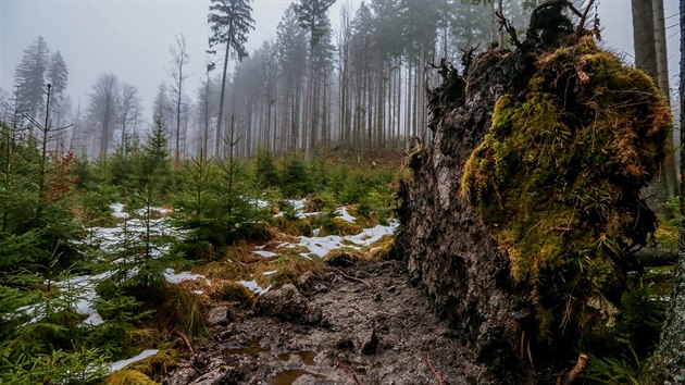 ofnsk prales v Novohradskch horch vznikl ped 180 lety jako vbec prvn rezervace podobnho charakteru v pevninsk Evrop.