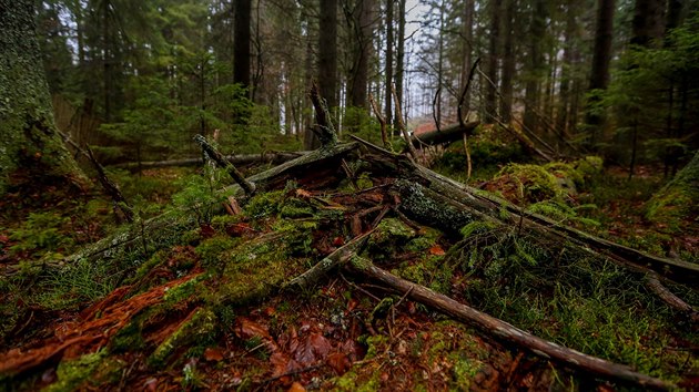 Žofínský prales v Novohradských horách vznikl před 180 lety jako vůbec první rezervace podobného charakteru v pevninské Evropě.