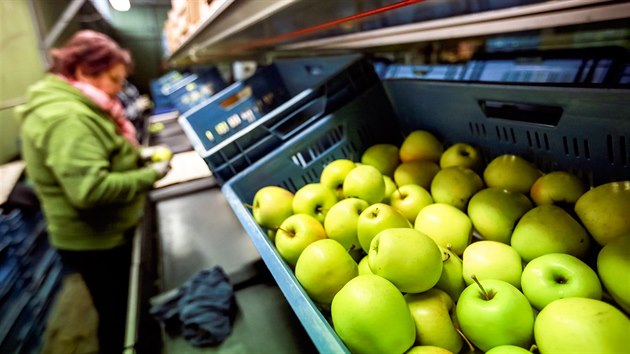 Ve velkobílovickém Jihofruktu jsou uskladněna jablka z letošní sklizně, která jsou sice kyselejší, ale někteří konzumenti si jejich chuť pochvalují.