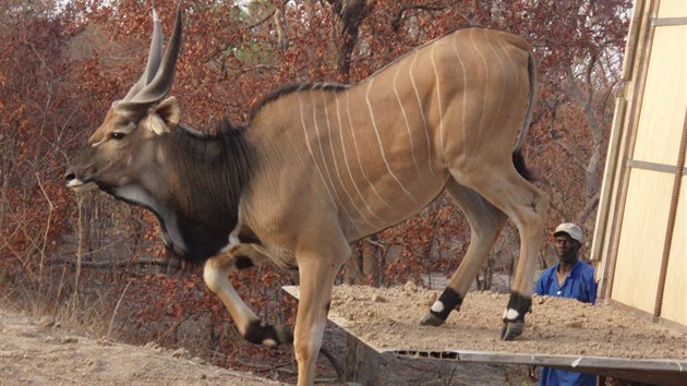 V souasnosti ije v senegalskm parku, na zem velkm jako Jihoesk kraj, jen asi 160 tchto antilop. Prodovdci proto povauj poddruh za kriticky ohroen.