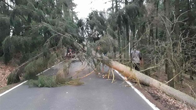 Hasii na Vysoin bhem terka vyjdli k mnoha destkm popadanch strom na silnice.