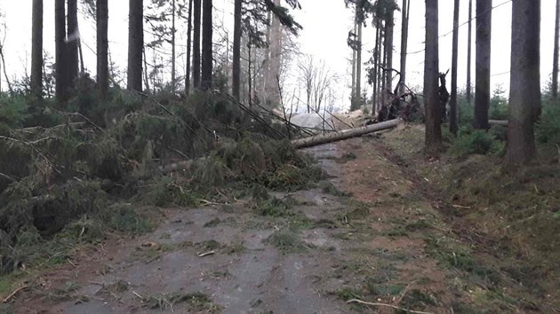 Hasii na Vysoin bhem terka vyjdli k mnoha destkm popadanch strom na silnice.