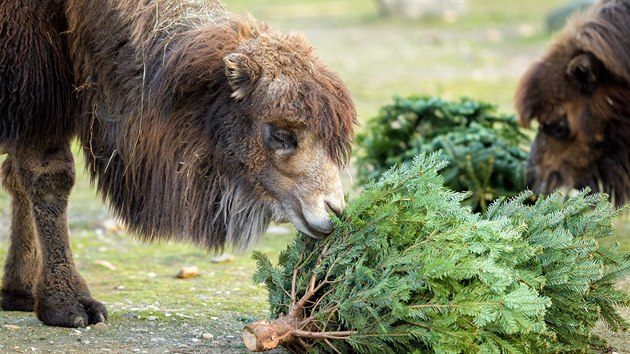 Ani velbloudi ze Zoo Praha nepřišli zkrátka. Na větvích z vánočního smrku si náramně pochutnali.