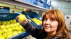 Ve velkobílovickém Jihofruktu jsou uskladnna jablka z letoní sklizn, která...