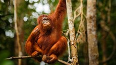 Kácením prales pro dalí a dalí plantáe picházejí nejen orangutani o svj...