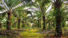 Na palmových plantáích nic jiného ne palmy olejné neroste, zvíata tu proto...
