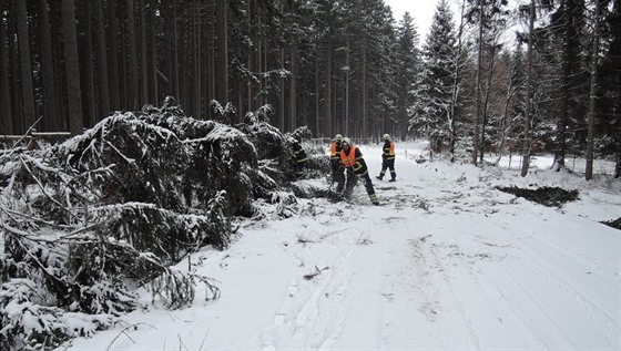 Vichice Friederike poniila v kraji stovky strom.