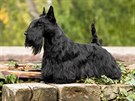 Skotský teriér je velmi elegantní pes.