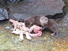 Vydry v zoo se tetelily u kusu �vance