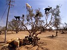 Argan. Kozy v Maroku spásají plody argánie a ze semen vybraných z bobků vzniká...