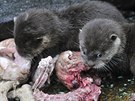 Mlad� vydry se v jihlavsk� zoo narodily u� v ��jnu, teprve v prvn� polovin�...