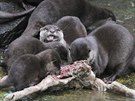 Mladé vydry se v jihlavské zoo narodily už v říjnu, teprve v první polovině...