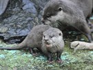 Mlad� vydry se v jihlavsk� zoo narodily u� v ��jnu, teprve v prvn� polovin�...