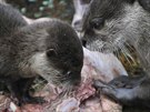 Mladé vydry se v jihlavské zoo narodily už v říjnu, teprve v první polovině...