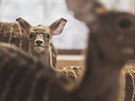 V plzeské zoo se narodila mláata antilop. Jmenují se Zakyr, Pamira a Ronako....