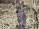 V plzeské zoo se narodila mláata antilop. Jmenují se Zakyr, Pamira a Ronako....
