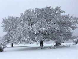 SNHOVÁ POKRÝVKA. Sníh zasypal pírodní park Urbasa na severu panlské...