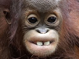 OHROENÍ ORANGUTANI. Khansa, osmiletý orangutan bornejský, cení zuby v...