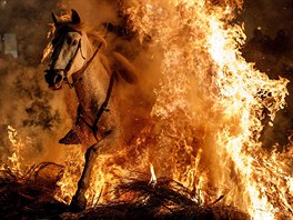 OHNIVÝ O. Jezdec na koni projídí skrz plameny bhem festivalu Las Luminarias,...