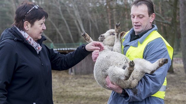 Ve vězení se naučil i kastrovat. Na svobodě by chtěl vlastní stádo ovcí -  iDNES.cz