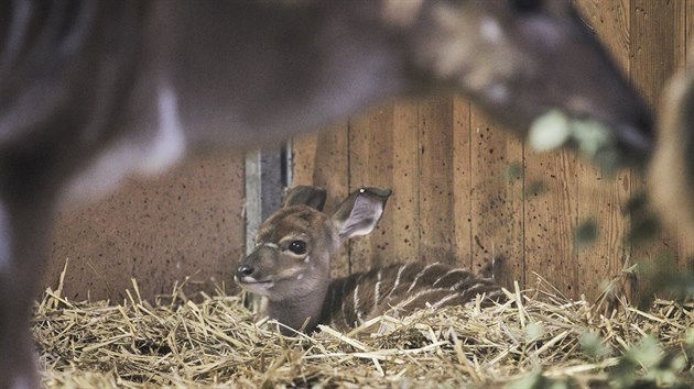 V plzesk zoo se narodila mlata antilop. Jmenuj se Zakyr, Pamira a Ronako. (17. 1. 2018)