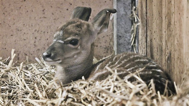 V plzesk zoo se narodila mlata antilop. Jmenuj se Zakyr, Pamira a Ronako. (17. 1. 2018)