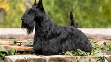 Skotský teriér je velmi elegantní pes.