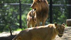 Lvice Kivu a lev Bolek