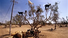 Argan. Kozy v Maroku spásají plody argánie a ze semen vybraných z bobk vzniká...