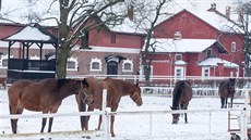 Desetiletý hndák Sacamiro je odchovancem napajedelského hebína. Vítzstvím ve tetí kvalifikaci si ekl o post favorita ve Velké pardubické.