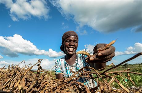 Uprchlíci v Ugand dostávají speciální odolný druh fazolí, který jim má zaruit...