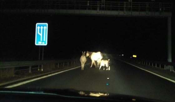 Po dálnici D6 pobíhali koza, k a osel.