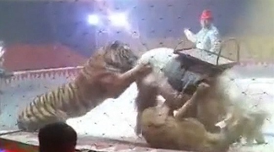 Tygr a lev napadli při drezuře v cirkusu koně
