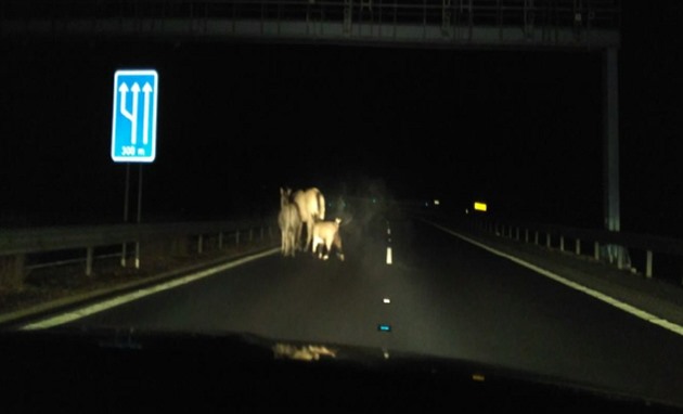 Po dálnici D6 pobíhali koza, kůň a osel.