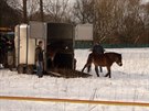 Vyputn divokch kon v rezervaci u Josefova