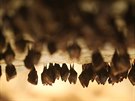 V jeskyni Na Turoldu v Mikulově zimuje několik druhů netopýrů, mezi nimi...