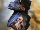 V jeskyni Na Turoldu v Mikulově zimuje několik druhů netopýrů, mezi nimi...