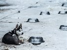 Pes v zázemí extrémního závodu edivákv long v Orlických horách.