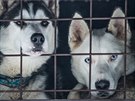 Psi v zázemí extrémního závodu edivákv long v Orlických horách.