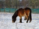 Vypoutní divokých koní v ptaím parku Josefovské louky (20. 1. 2018)
