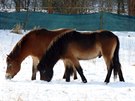 Vypoutní divokých koní v ptaím parku Josefovské louky (20. ledna 2018)