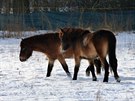 Vypoutn divokch kon v ptam parku Josefovsk louky (20. 1. 2018)