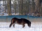 Vypoutní divokých koní v ptaím parku Josefovské louky (20. 1. 2018)