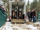 Divoc� kon� dorazili Na Plachtu v Hradci Kr�lov� (20. 1. 2018).