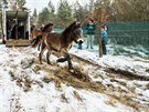 Divoc kon dorazili Na Plachtu v Hradci Krlov (20. 1. 2018).