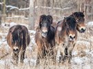 Divoc� kon� dorazili Na Plachtu v Hradci Kr�lov� (20. 1. 2018).